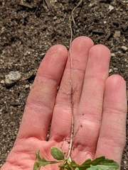 Brassicaceae