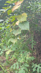 Polymnia canadensis