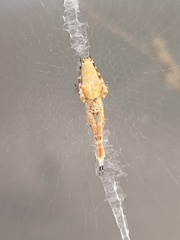 Uloborus diversus