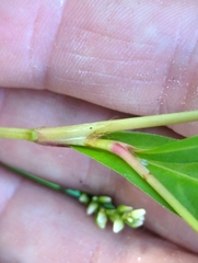 Persicaria