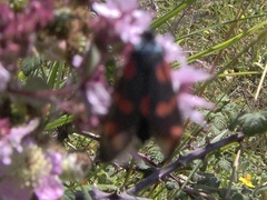 Zygaena