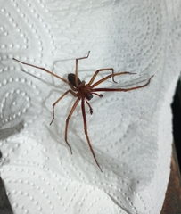 Eratigena atrica