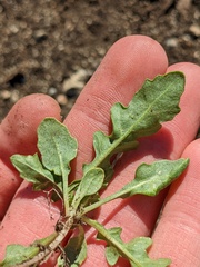 Brassicaceae