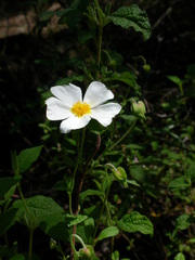 Cistus salviifolius