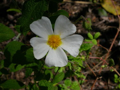 Cistus salviifolius