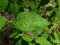 Cistus salviifolius