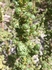 Cliffortia polygonifolia