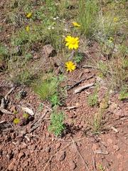 Hymenothrix dissecta