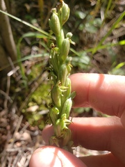 Platanthera aquilonis