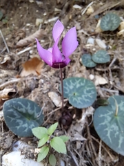Cyclamen purpurascens