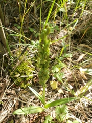 Platanthera aquilonis