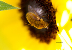 Sparnopolius confusus