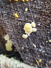 Calycina