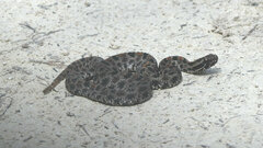 Sistrurus miliarius barbouri