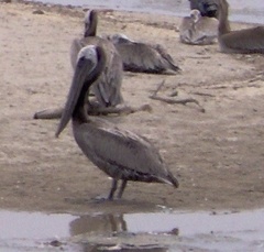 Pelecanus occidentalis