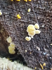 Calycina
