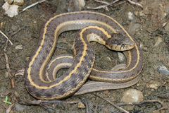 Thamnophis elegans vagrans