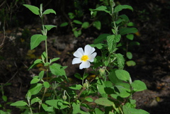 Cistus salviifolius