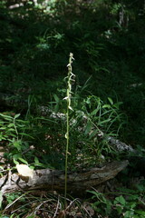 Platanthera chlorantha