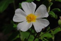 Cistus salviifolius