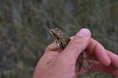 Rana luteiventris