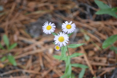 Erigeron speciosus