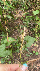 Elymus virginicus