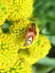 Deraeocoris ruber
