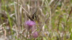 Papilio palamedes