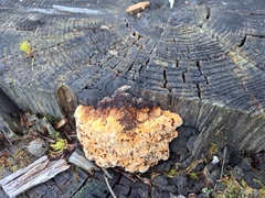 Gloeophyllum odoratum