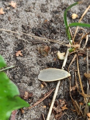 Eilema griseola