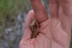 Rana luteiventris