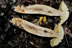 Leccinellum rugosiceps
