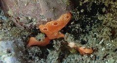 Polysyncraton bilobatum