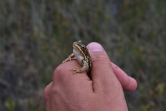 Rana luteiventris