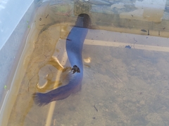 Neochanna burrowsius