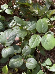 Gaultheria shallon