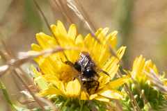 Bombus