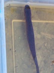 Neochanna burrowsius