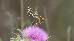 Papilio palamedes