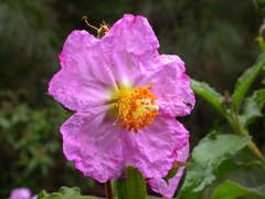 Cistus symphytifolius