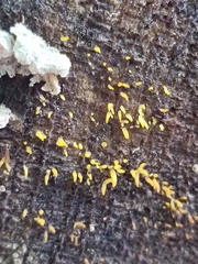 Calocera cornea
