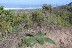 Brunsvigia orientalis