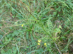 Crepis setosa