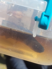 Neochanna burrowsius