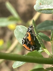 Hippodamia sinuata