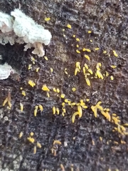 Calocera cornea