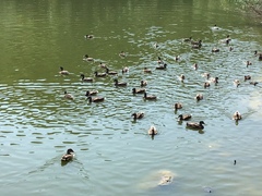 Anas platyrhynchos