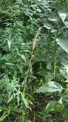 Elymus virginicus