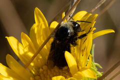Bombus